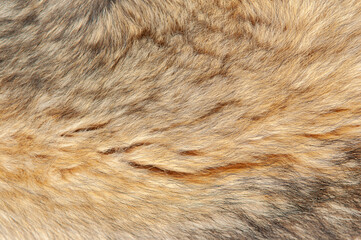 Beautiful spotted fur close-up. Texture of brown animal wool. Dog fur.