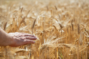 Fototapeta na wymiar Man holding in his hand ripe golden spikelets of wheat. Cereals grows in field. Grain crops. Important food grains