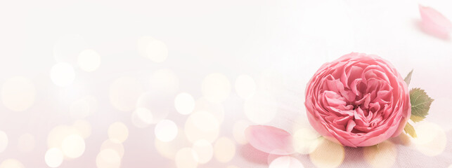 Pink Rose Flower Background with romantic Bokeh Lights. Wedding, Mother´s Day or Valentine Concept...