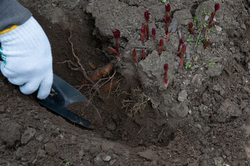 Transplanting peony rhizomes in early spring using garden equipment. Gardening