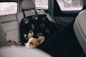 welsh corgi pembroke puppy laying on back seat of the car