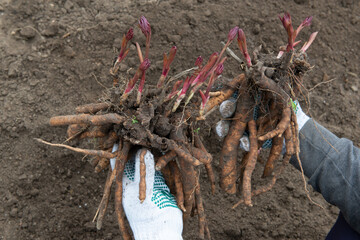 A man holds dug out rhizomes of a peony in his hands and prepares to transplant them in prepared soil enriched with humus in early spring. Gardening - obrazy, fototapety, plakaty