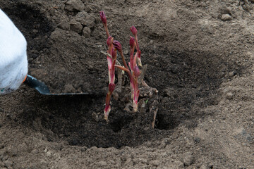 Transplanting peony rhizomes in prepared soil enriched with humus in early spring using garden equipment. Gardening