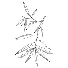 Bamboo plant by hand drawing sketch. Floral tattoo highly detailed in line art style. Black and white clip art isolated on white background. Antique vintage engraving illustration.