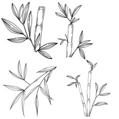 Bamboo plant by hand drawing sketch. Floral tattoo highly detailed in line art style. Black and white clip art isolated on white background. Antique vintage engraving illustration.