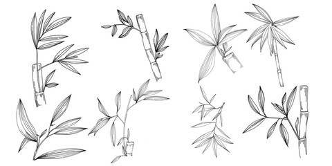 Bamboo plant by hand drawing sketch. Floral tattoo highly detailed in line art style. Black and white clip art isolated on white background. Antique vintage engraving illustration.