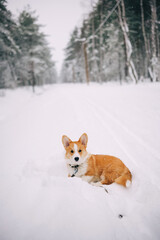 Portrait of welsh corgi pembroke puppy on beautiful snowy winter forest road