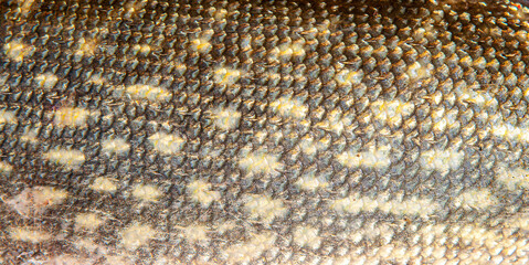Fish scales close up. The skin of a fish as a background. © Vera