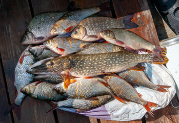 Lots of different fish caught in the boat. Fishing on the river in a boat, a big catch of fishermen. Fishing with spinning and nets, a male hobby. Commercial fishing.