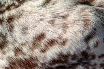 Rolgordijnen Beautiful spotted fur close-up. Texture of brown animal wool. Dog fur. © Vera