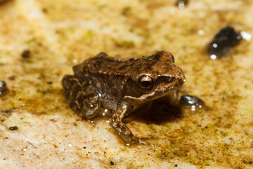 a very small toad or frog