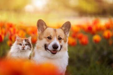 fluffy friends cat and dog corgi are sitting on a flower bed with bright flowers tulips