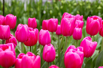 Close-up Pink tulips flowers blooming in spring garden