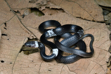 snake in the leaf