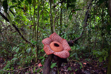 Rafflesia cantleyi as know bunga pakma blooms at near kenyir lake rainforest. this picture has a...