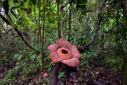 Rafflesia cantleyi as know bunga pakma blooms at near kenyir lake rainforest. this picture has a some grain and blur subject because effect camera.