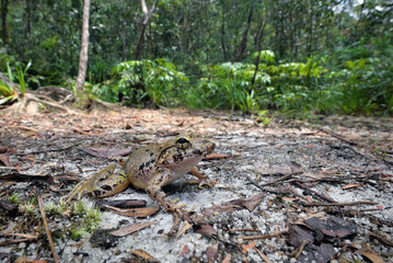 frog sitting on the ground
