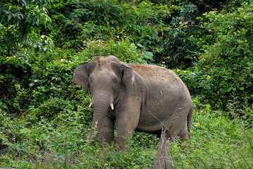 Fototapeta na wymiar Asia Elephant in Malaysia, Asia Elephants in National Park Terengganu at Kenyir Lake
