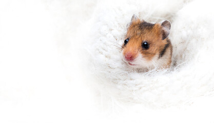 hamster peeking out from a fluffy blanket