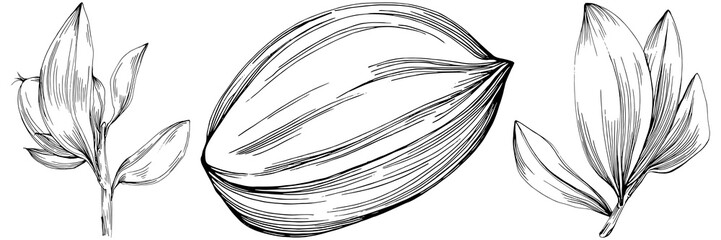 Jojoba tree and beans in graphic style hand draw on white background. Isolated object with engraved style illustration. The best for design logo, menu, label, icon, stamp.