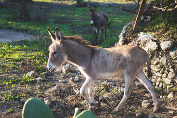 Portrait of a Donkey on a farm, a herd drove group of beautiful adult and baby Donkeys pasturing and eating hay in a countryside of Corfu island, Kerkyra, Greece, Ionian sea, in a summer sunny day