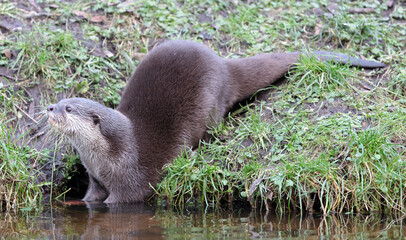 Otter eating in the water