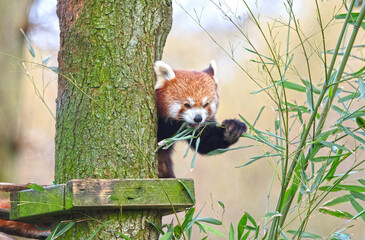 Firefox, the Red Panda (Ailurus fulgens), eating