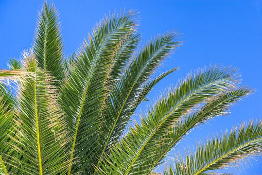 Tropical palm leaves on blue sky background.