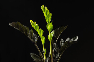 Black Leaf Zamioculcas Raven ZZ Plant New Growth