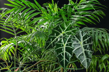 Tropical House Plants Leaves on Black Background © ansyvan