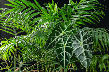 Tropical House Plants Leaves on Black Background