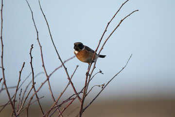 Male Stonechat
