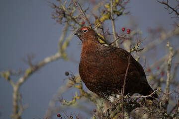Grouse in a tree