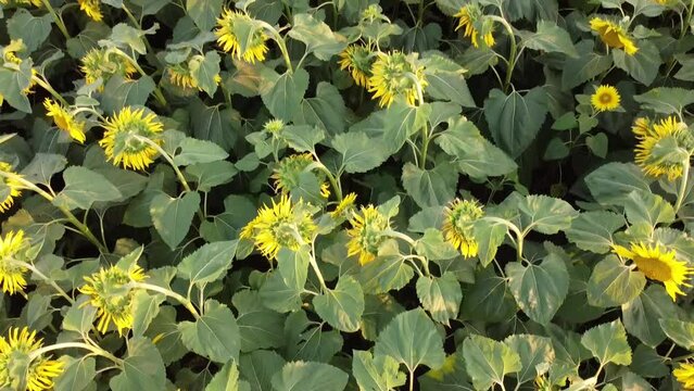 Aerial close view of sunflowers feeld in Kherson region, Ukraine. High quality FullHD footage