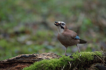 Jay eating nuts