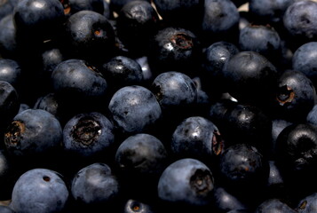 set of blueberries. blueberry covering all the frame. fruit details. count of fruits.