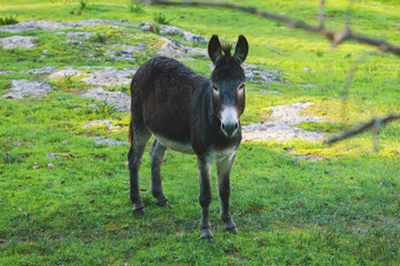 Portrait of a Donkey on a farm, a herd drove group of beautiful adult and baby Donkeys pasturing and eating hay in a countryside of Corfu island, Kerkyra, Greece, Ionian sea, in a summer sunny day
