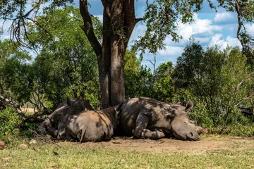 Zelfklevend Fotobehang Three white rhinos are resting in the shade of a tree in the African savanna. One rhino is de-horned. © Tekweni