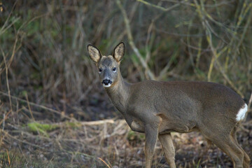 Roe Deer in the Wild