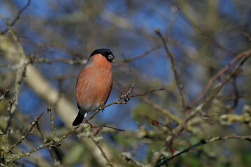 Male Bullfinch
