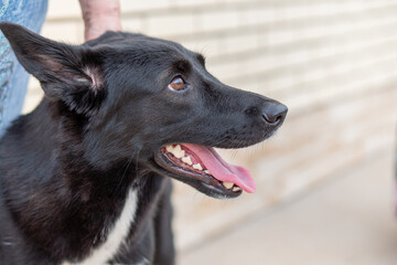 black young dog close up