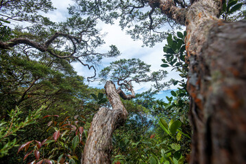 tree in the forest