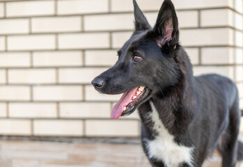 black young dog close up