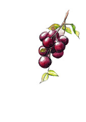 Aquarell von blaue Mirabellen am Zweig hängend