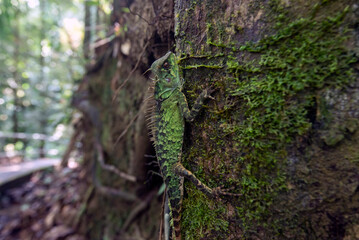 Acanthosaura armata is a species of agamid lizard commonly known as the armored pricklenape or peninsular horned tree lizard