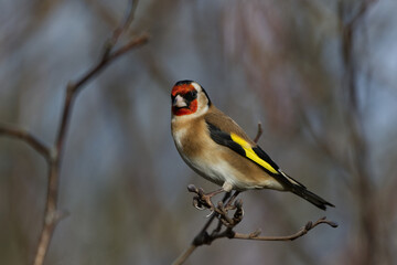 Goldfinch Portrati
