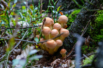 Grupa grzybów nasłonecznionych - cytrynowy grzyb ostrygowy rosnący na starym pniu drzewa w lesie - obrazy, fototapety, plakaty