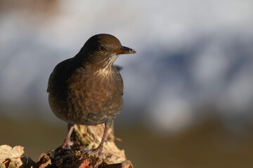 Female Blackbird Portrait