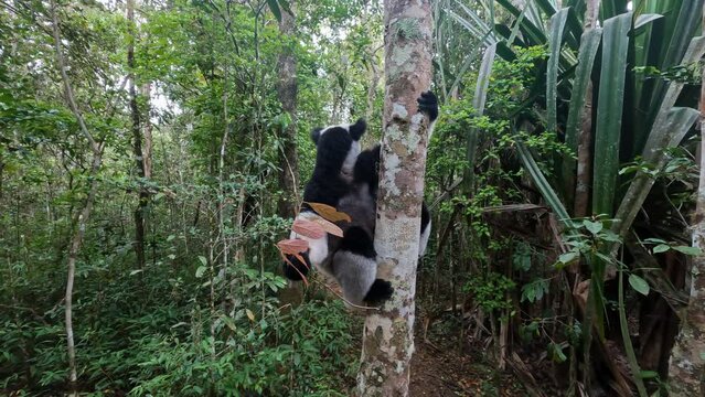 Largest living lemur Indri, (Indri Indri), called the babakoto, Endangered endemic animal on tree and feeding . Andasibe-Mantadia National Park - Analamazaotra, Madagascar wildlife animal.