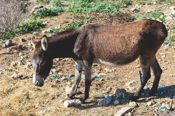 Portrait of a Donkey on a farm, a herd drove group of beautiful adult and baby Donkeys pasturing and eating hay in a countryside of Corfu island, Kerkyra, Greece, Ionian sea, in a summer sunny day